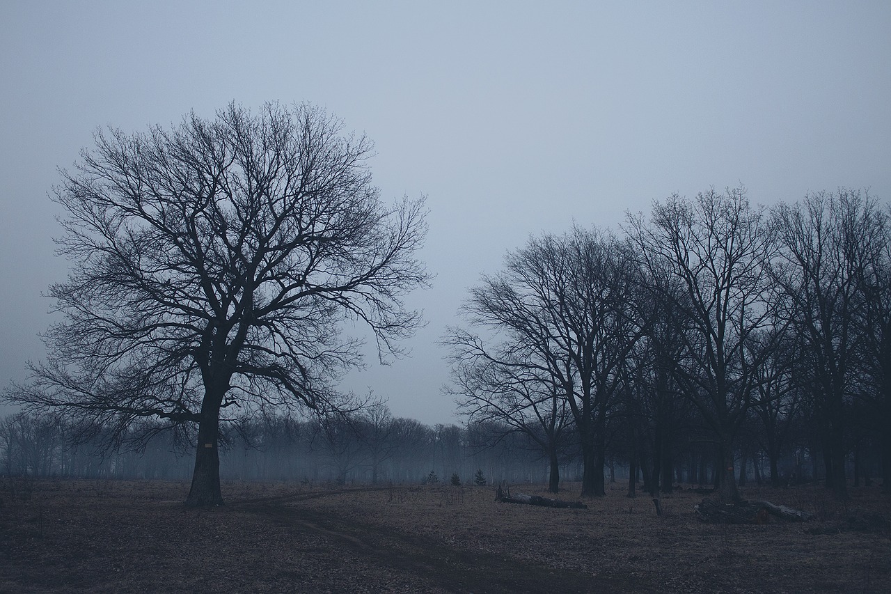 forest twilight nature free photo