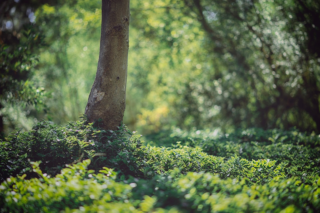 forest nature green free photo