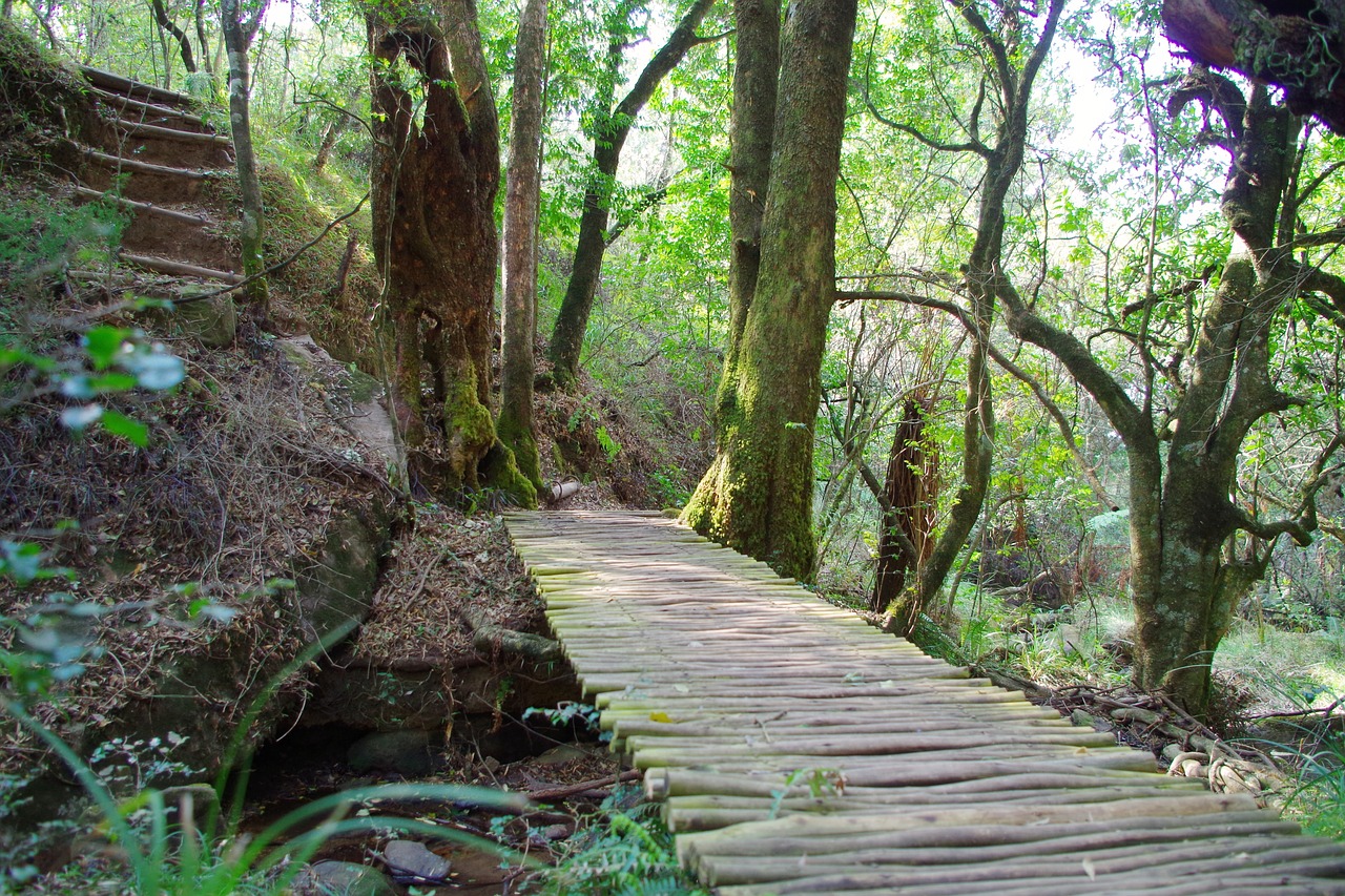 forest walk nature free photo