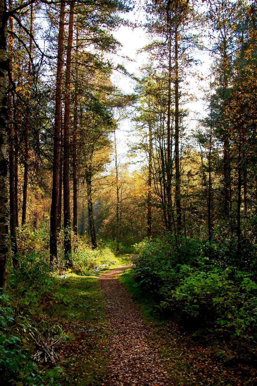 forest fall autumn free photo