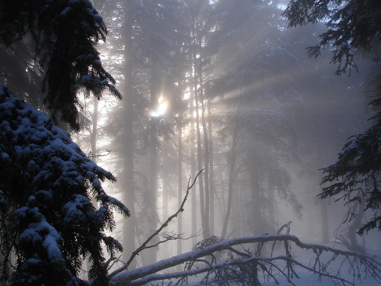 forest nature winter free photo