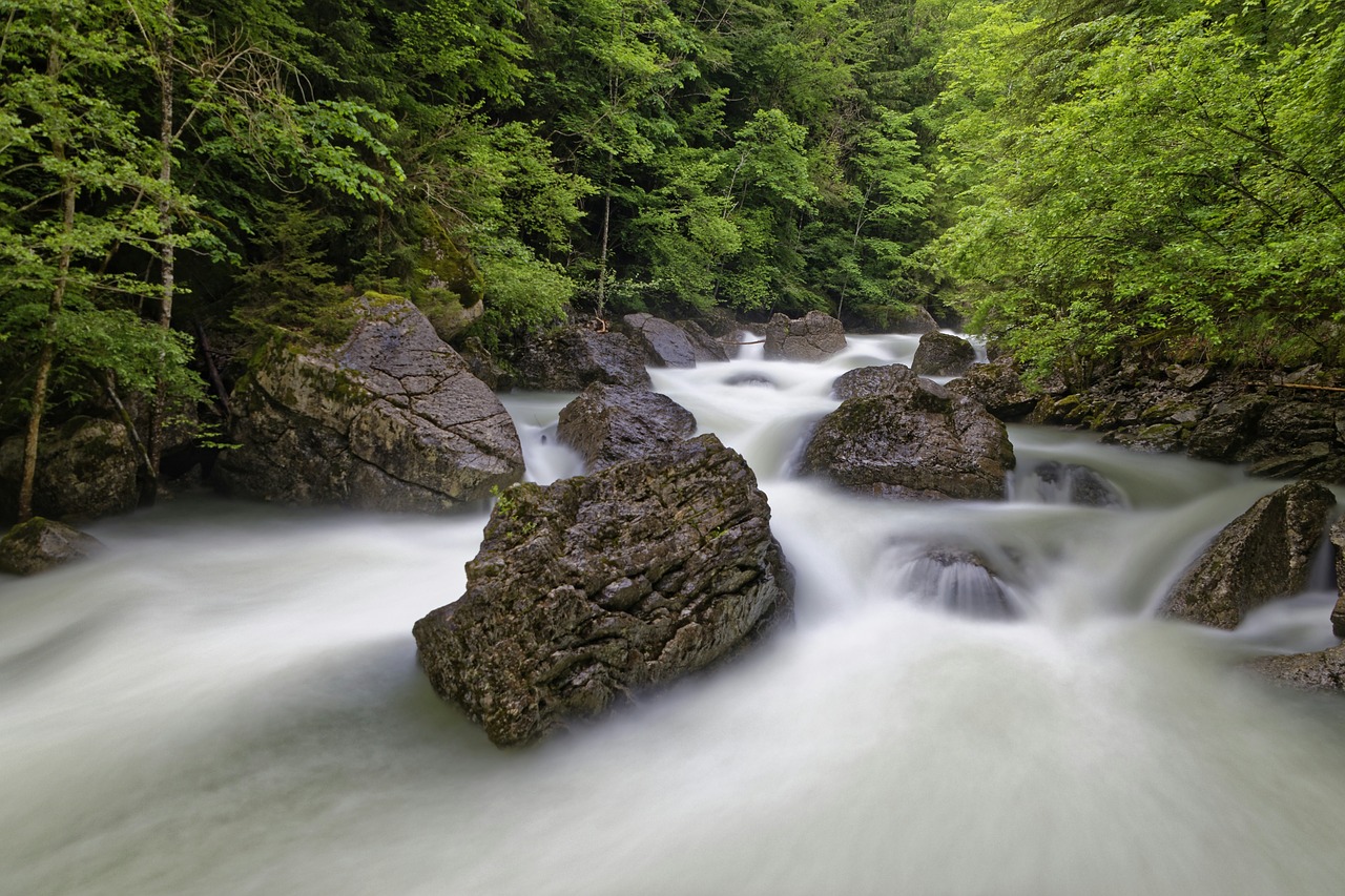 forest river nature free photo