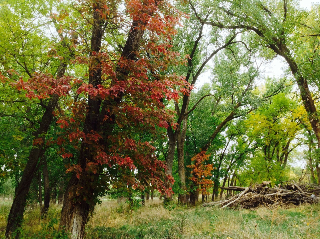 forest nature tree free photo