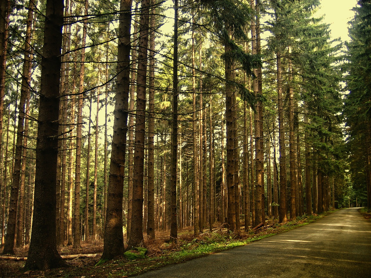 forest trees firs free photo