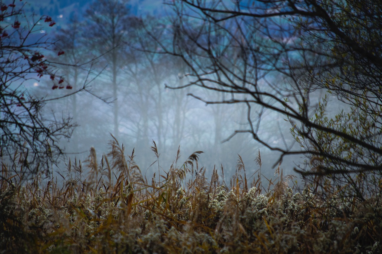 forest fog mood free photo