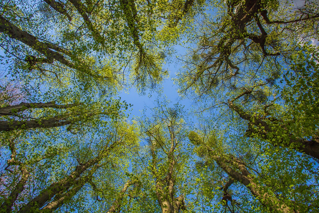 forest trees spring free photo