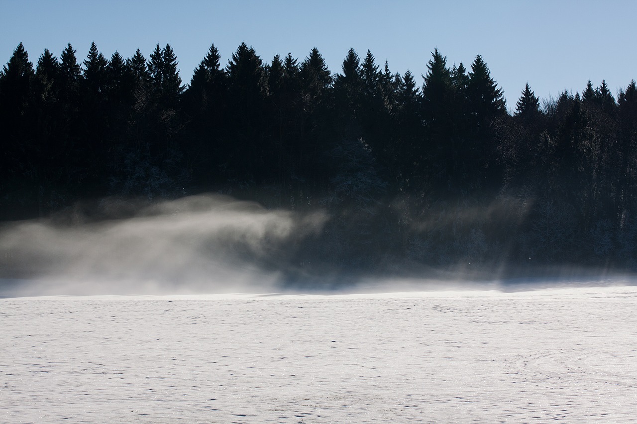 forest fir forest fog free photo