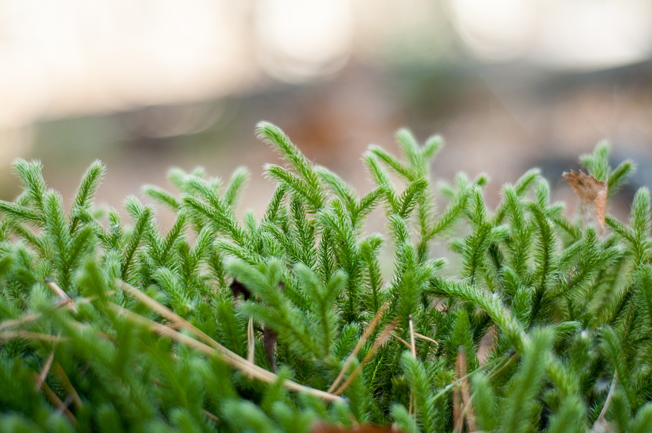 forest nature moss free photo