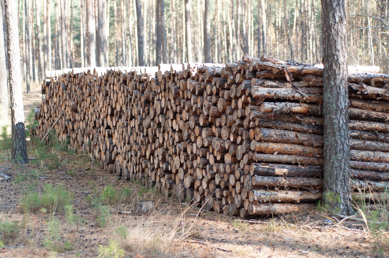 forest trunk pine free photo