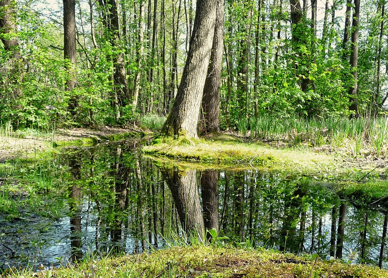 forest nature tree free photo