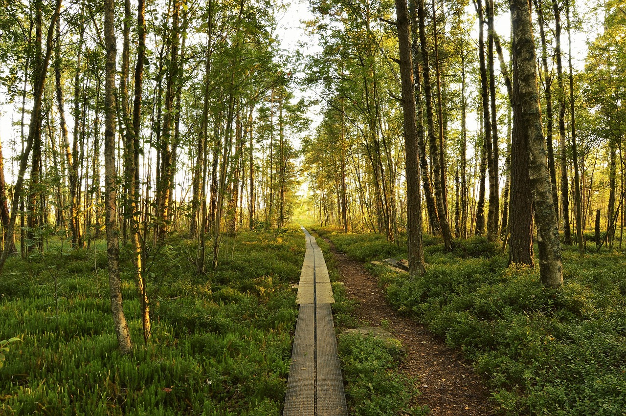 forest tree summer free photo