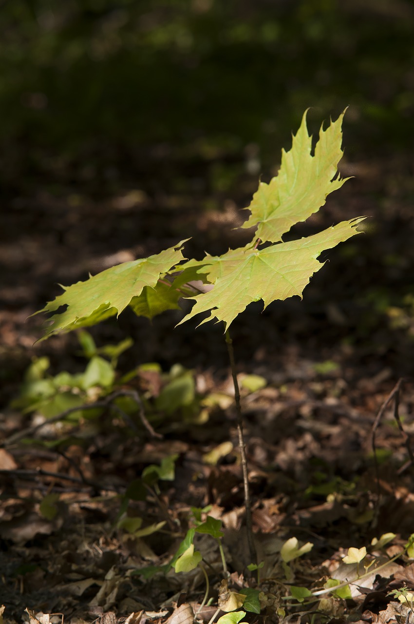 forest maple spring free photo