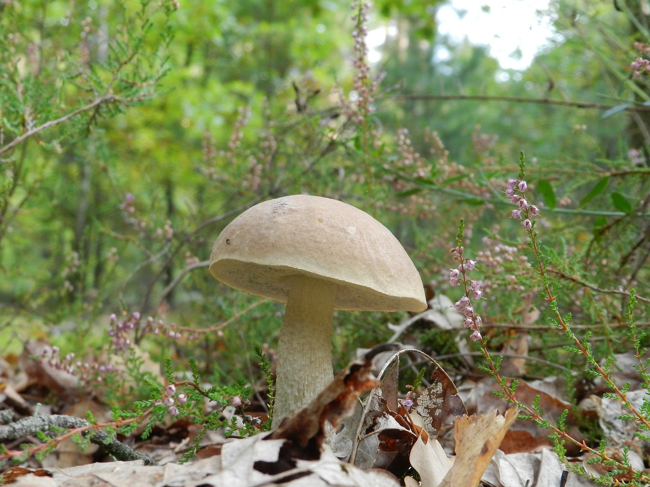forest mushroom rough boletus free photo