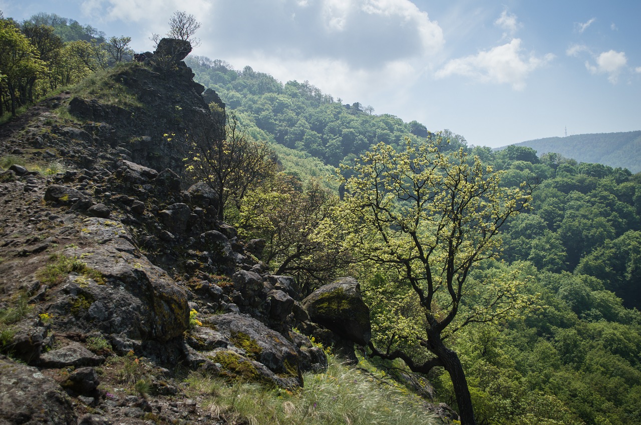 forest pilis spring free photo