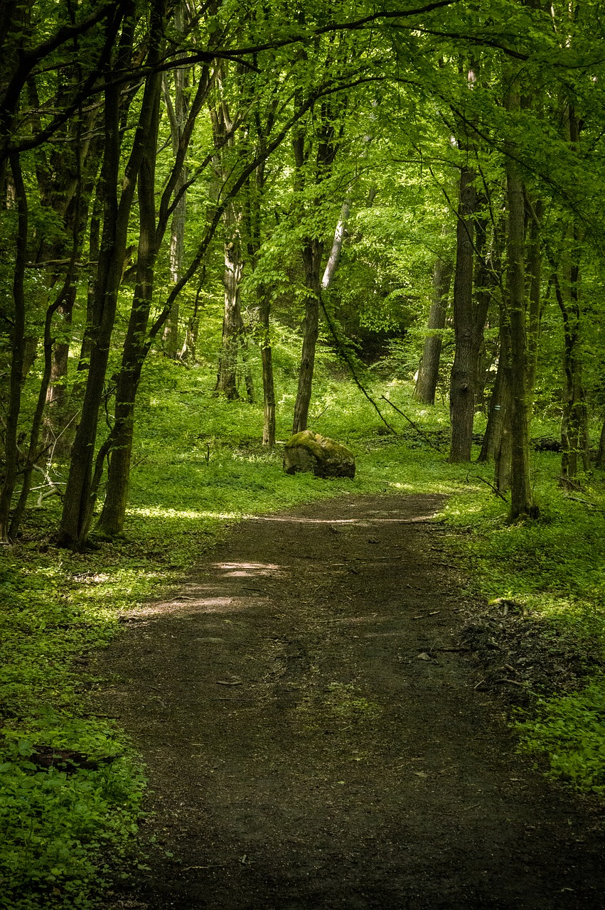 forest pilis spring free photo