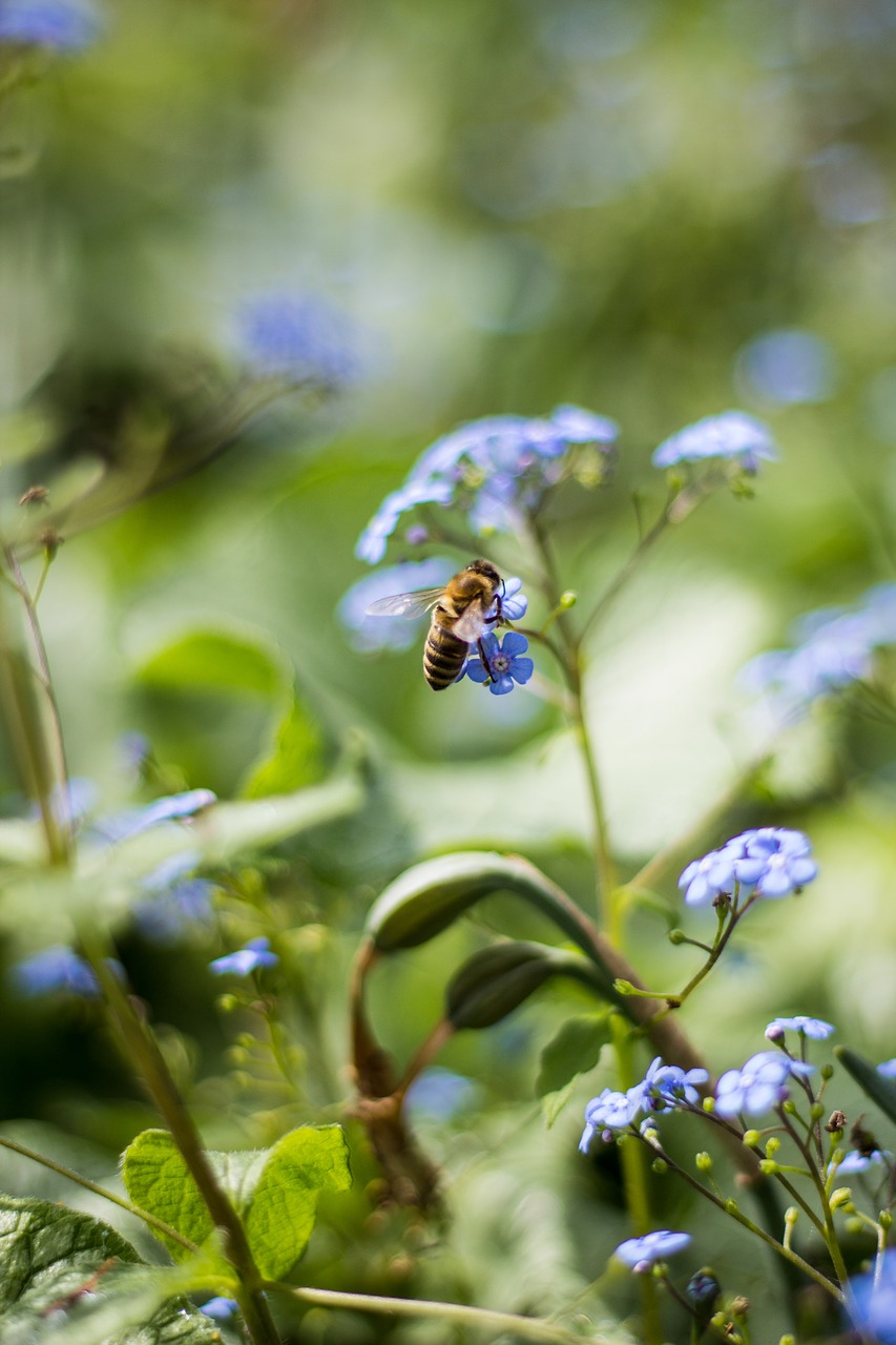 forest flower bee free photo