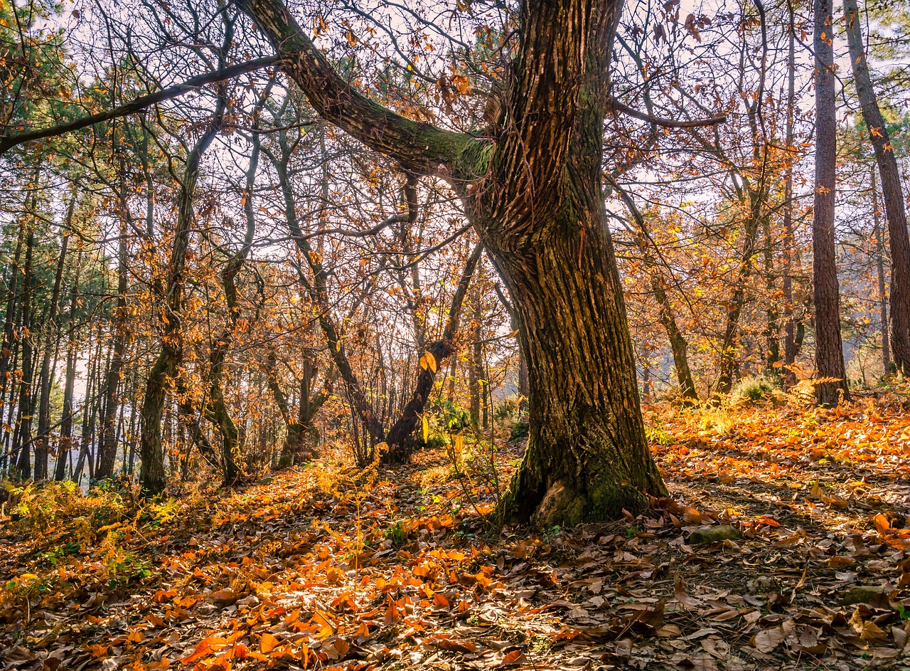 forest tree nature free photo