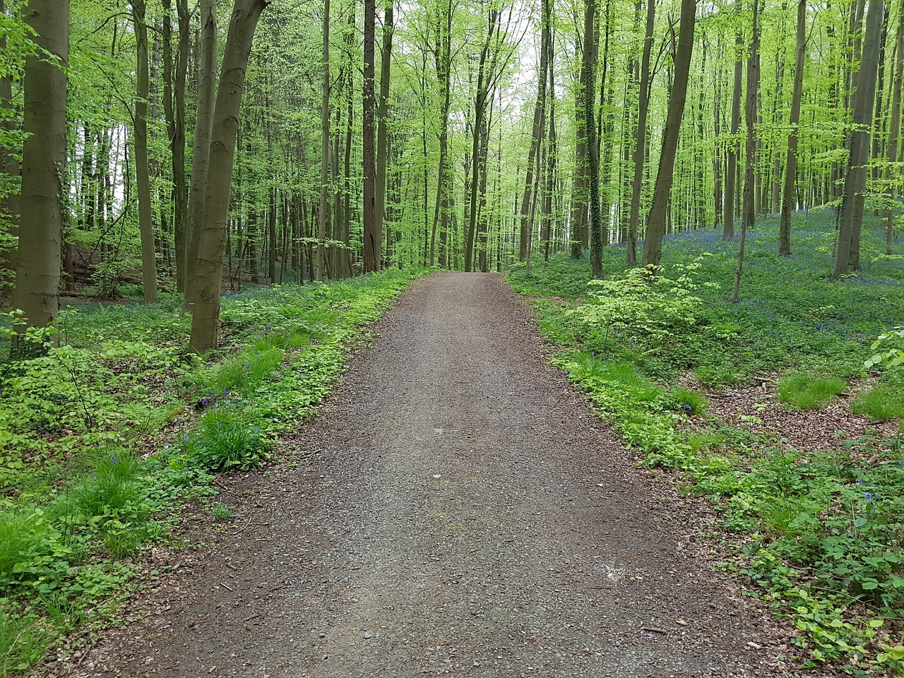 forest blue blossom free photo