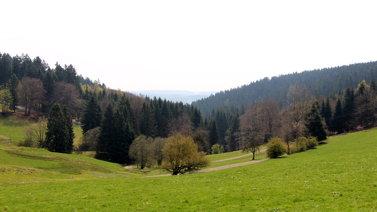 forest meadow sky free photo