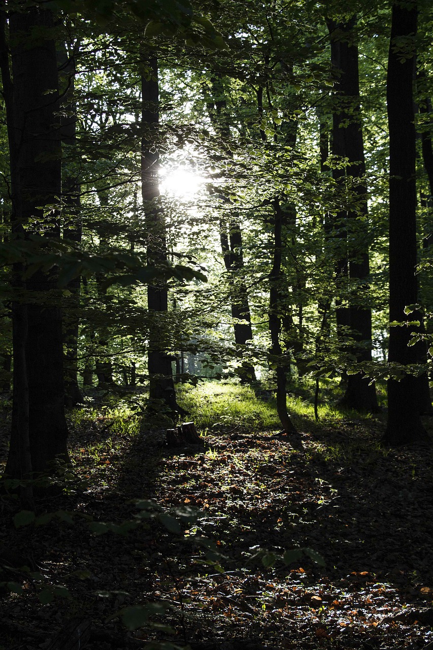 forest trees nature free photo