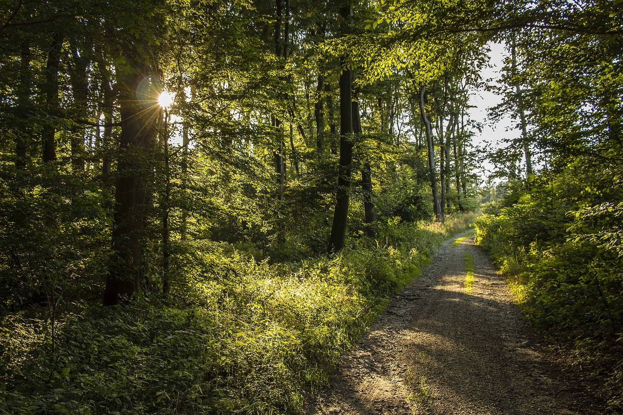 forest forest road trees free photo