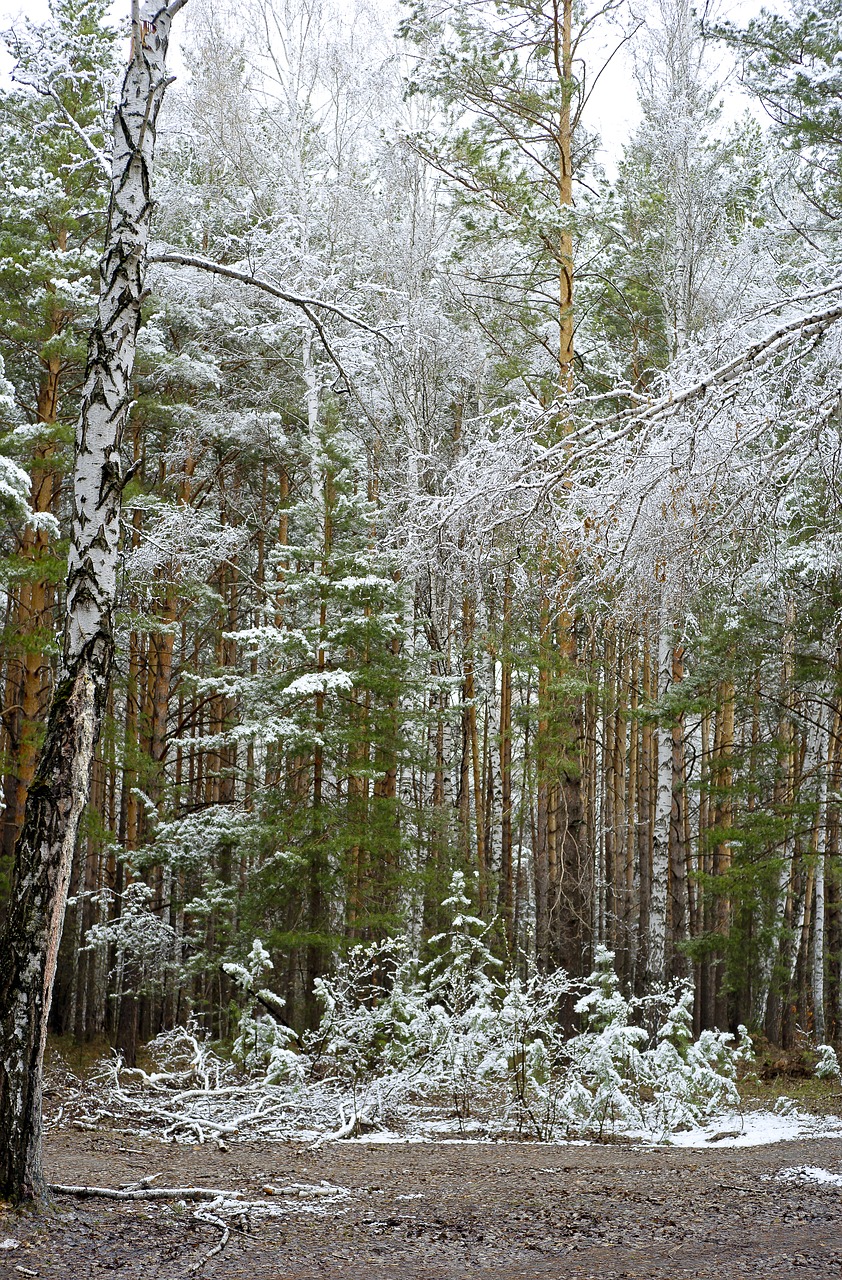 forest spring snow in may free photo