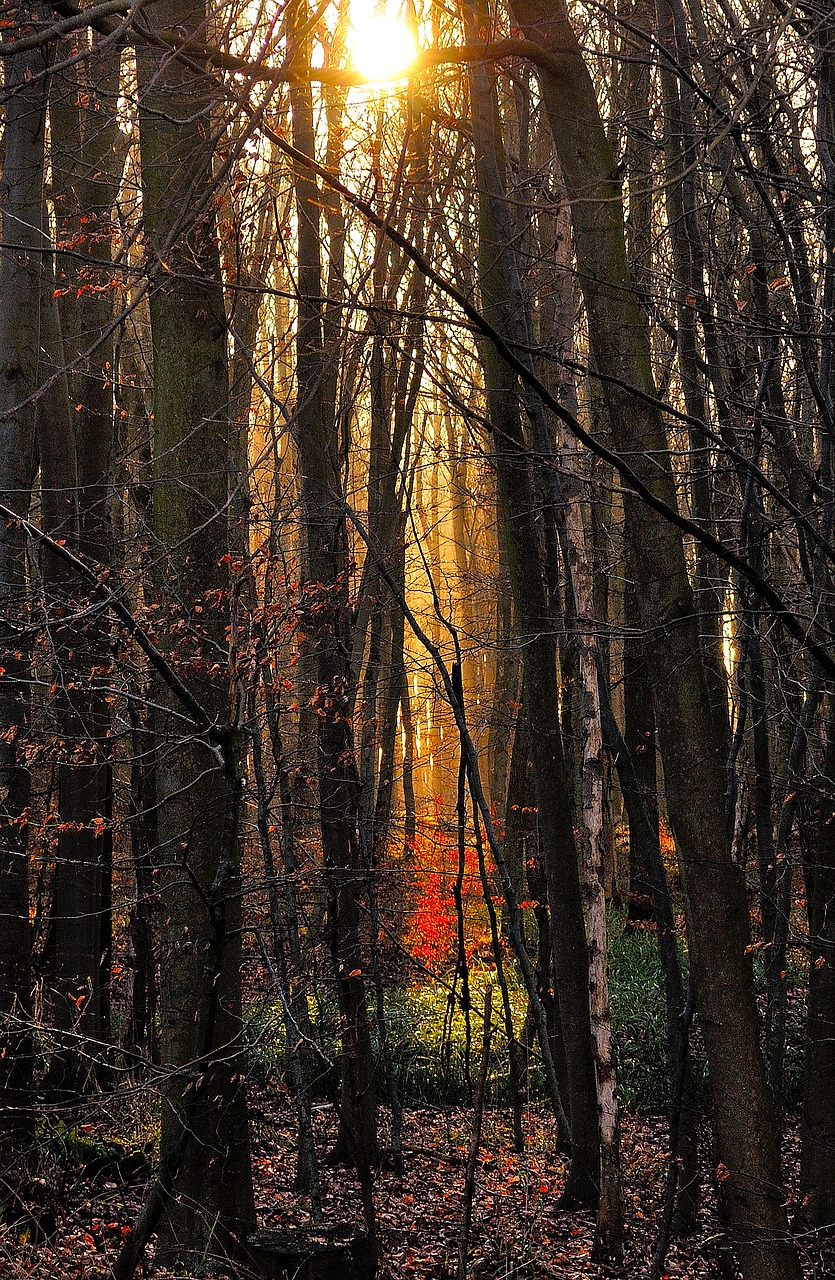 forest trees morgenstimmung free photo