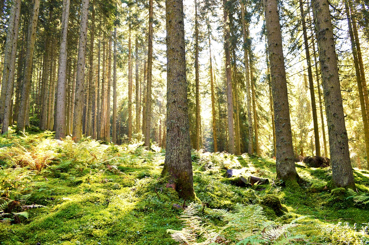 forest light green free photo