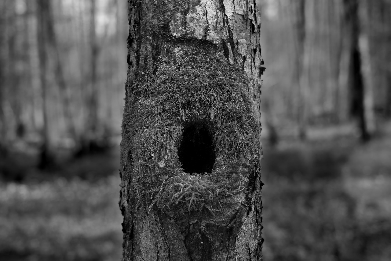 forest dark mystery free photo