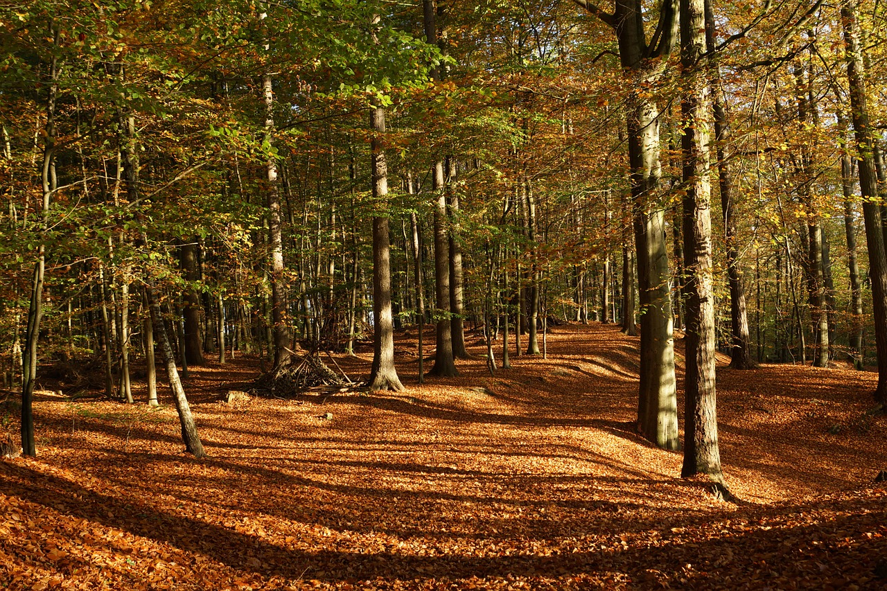 forest deciduous forest trees free photo