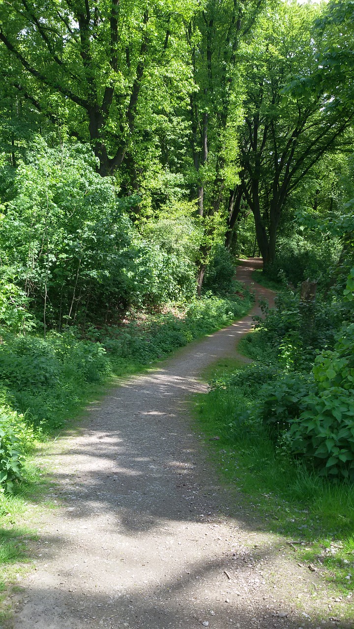 forest nature summer free photo