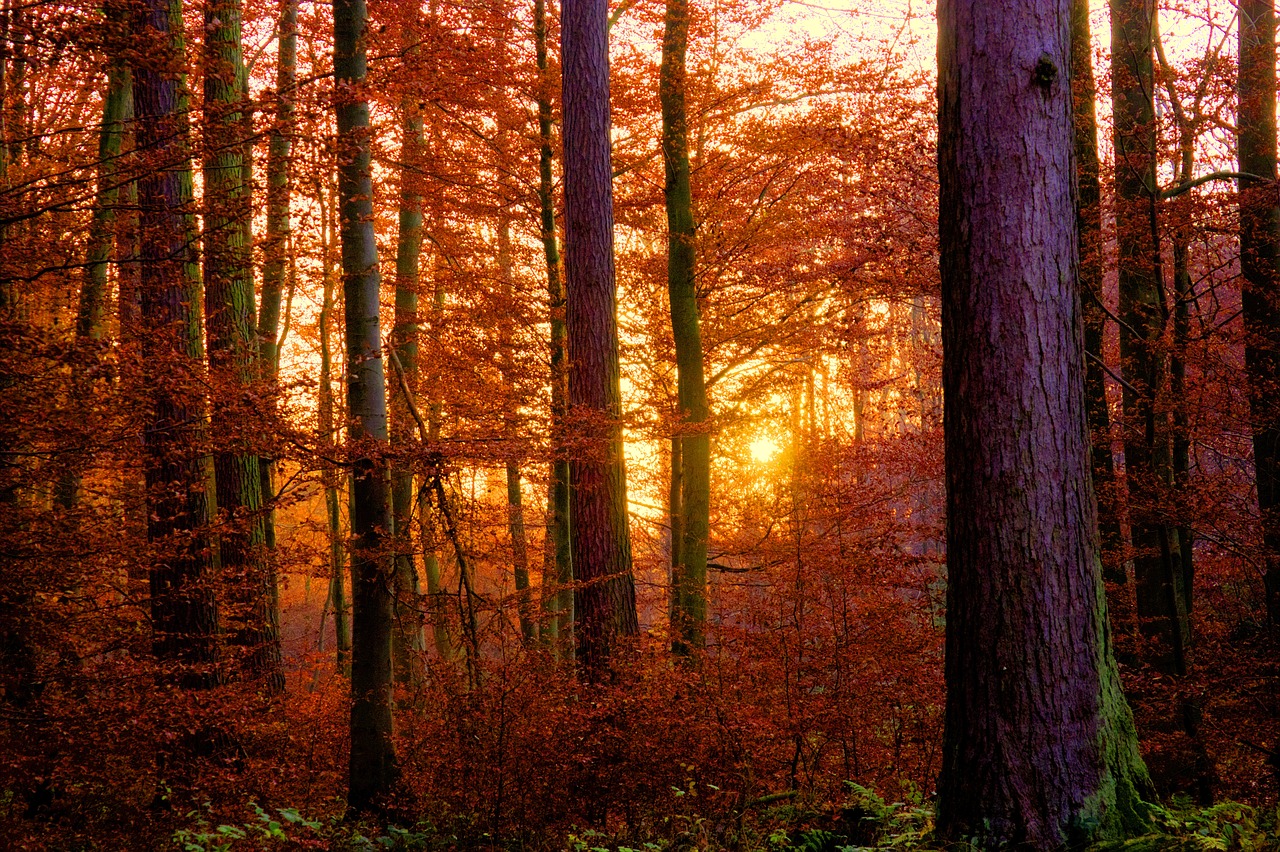 forest sunset abendstimmung free photo