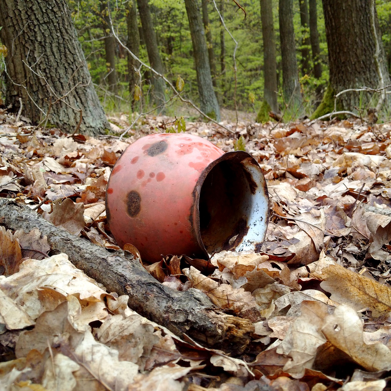 forest trash ecology free photo