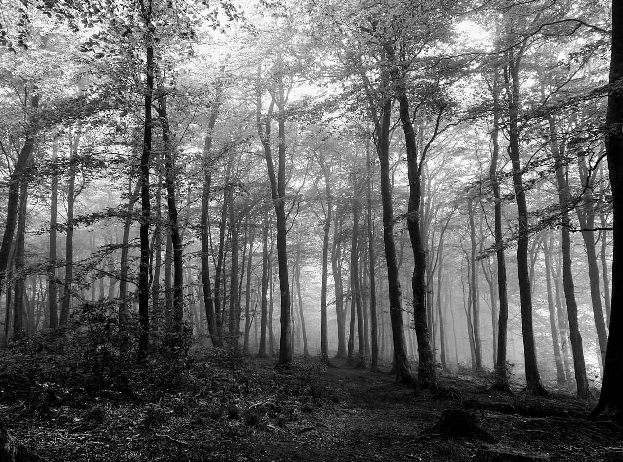 Edit free photo of Forest,black,white,spooky,trees - needpix.com