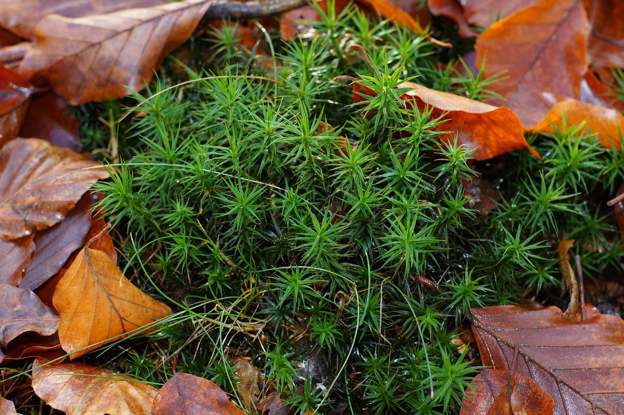forest forest floor plant free photo