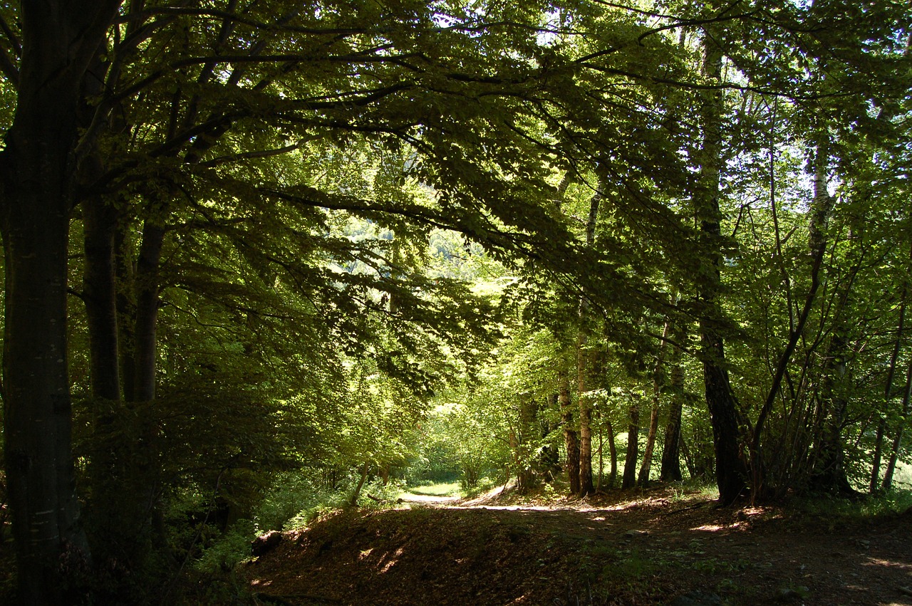 forest trees nature free photo