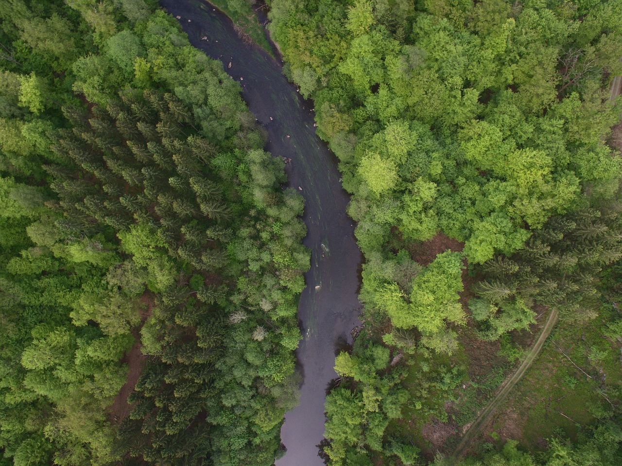 forest river drone free photo