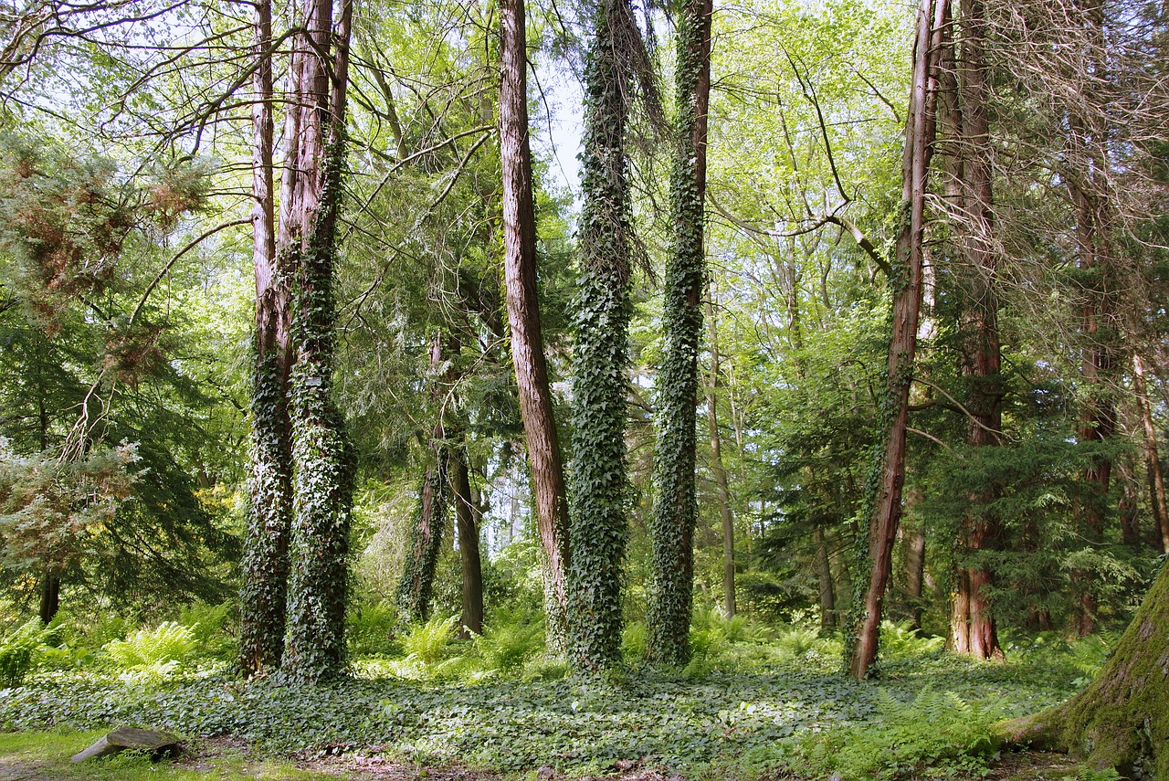 Forest Style Zielona Gora