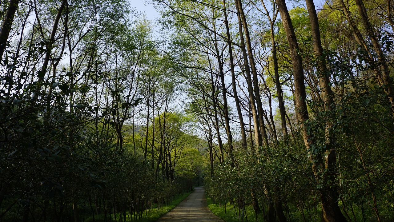 forest natural green plants free photo