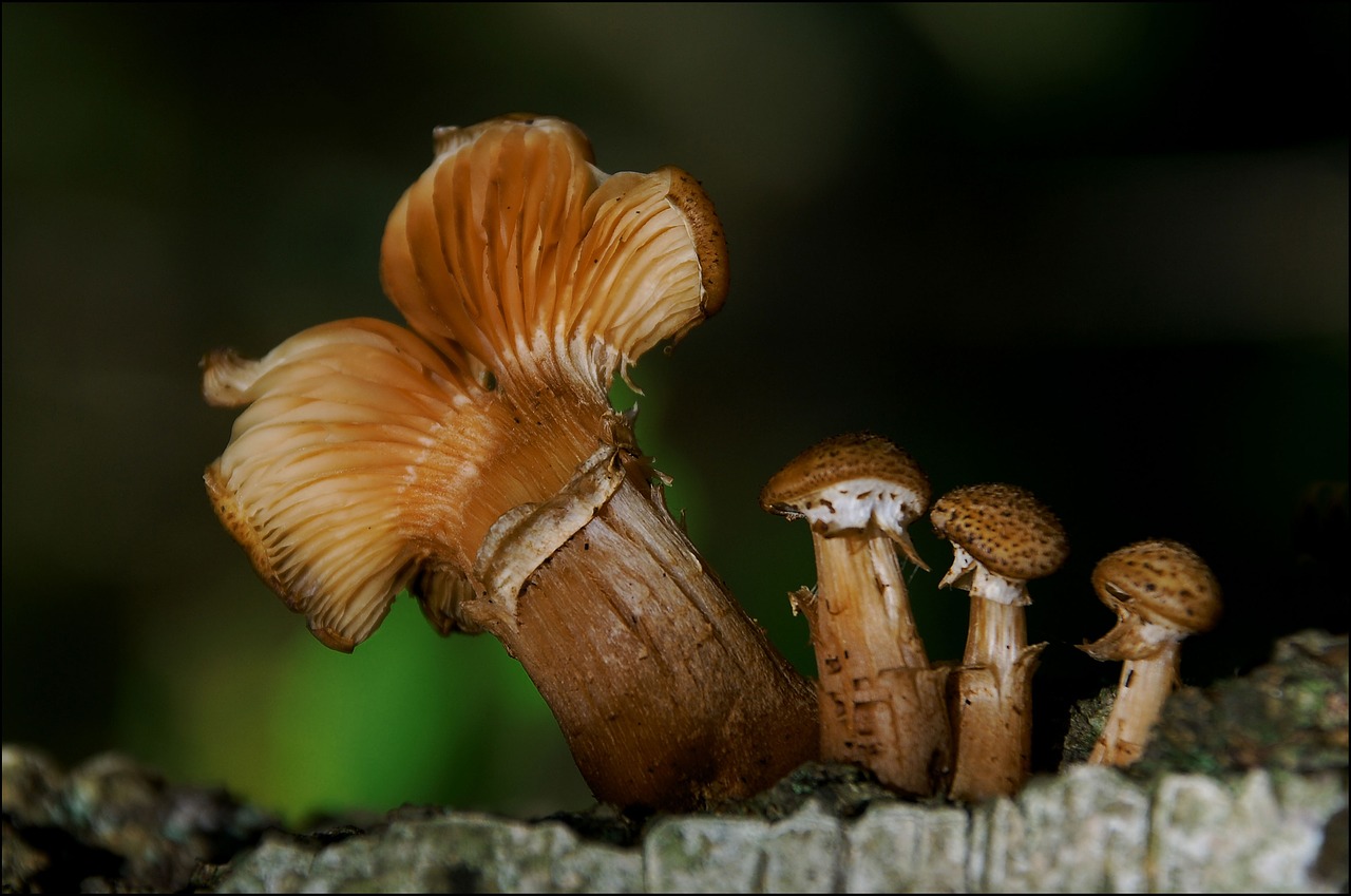 forest undergrowth fungus free photo