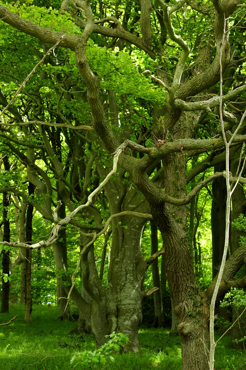 forest fairy tale forest green free photo