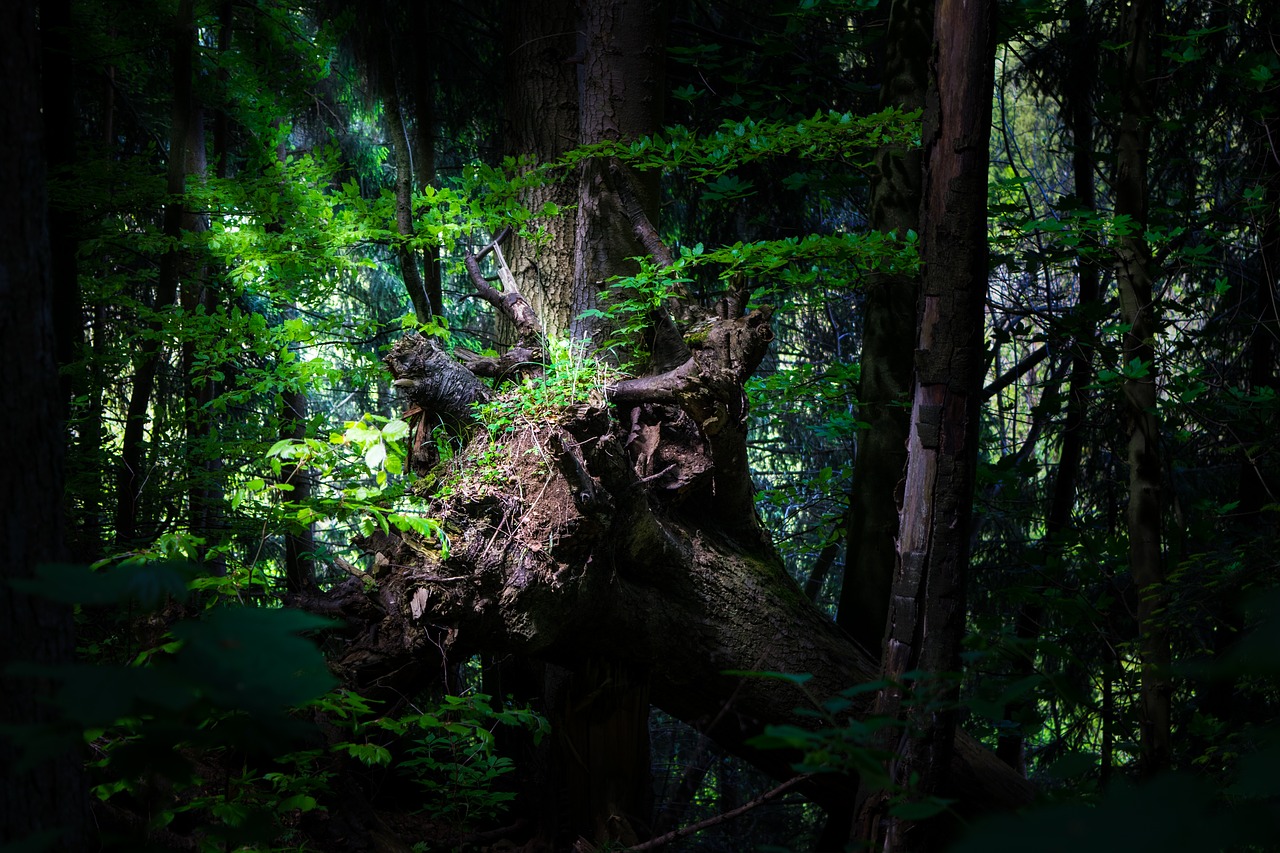 forest log nature free photo