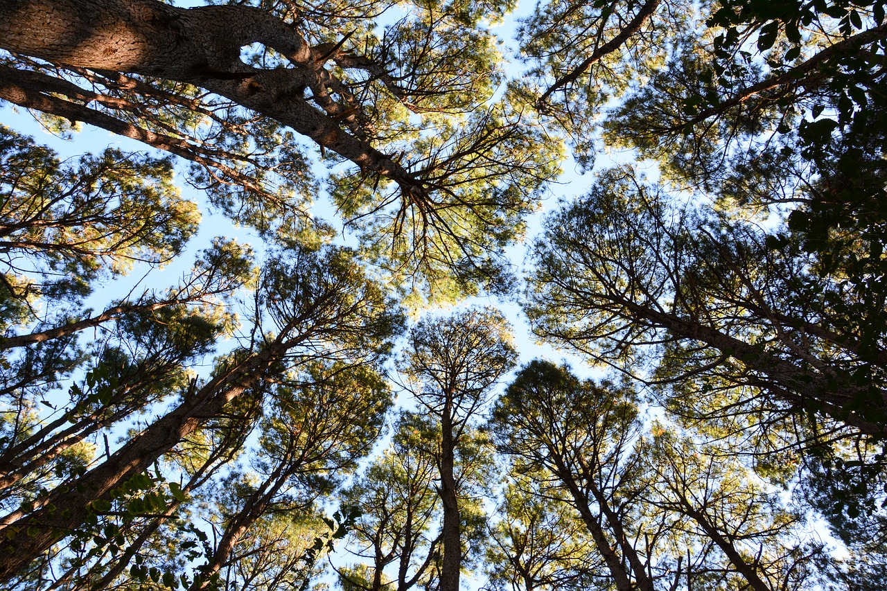 forest trees tree free photo