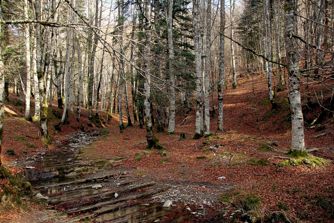 forest nature pine free photo