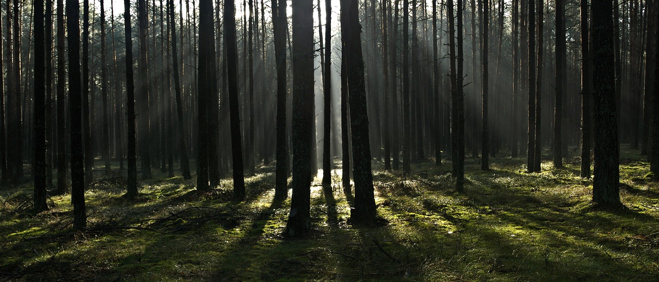 forest the rays morning free photo