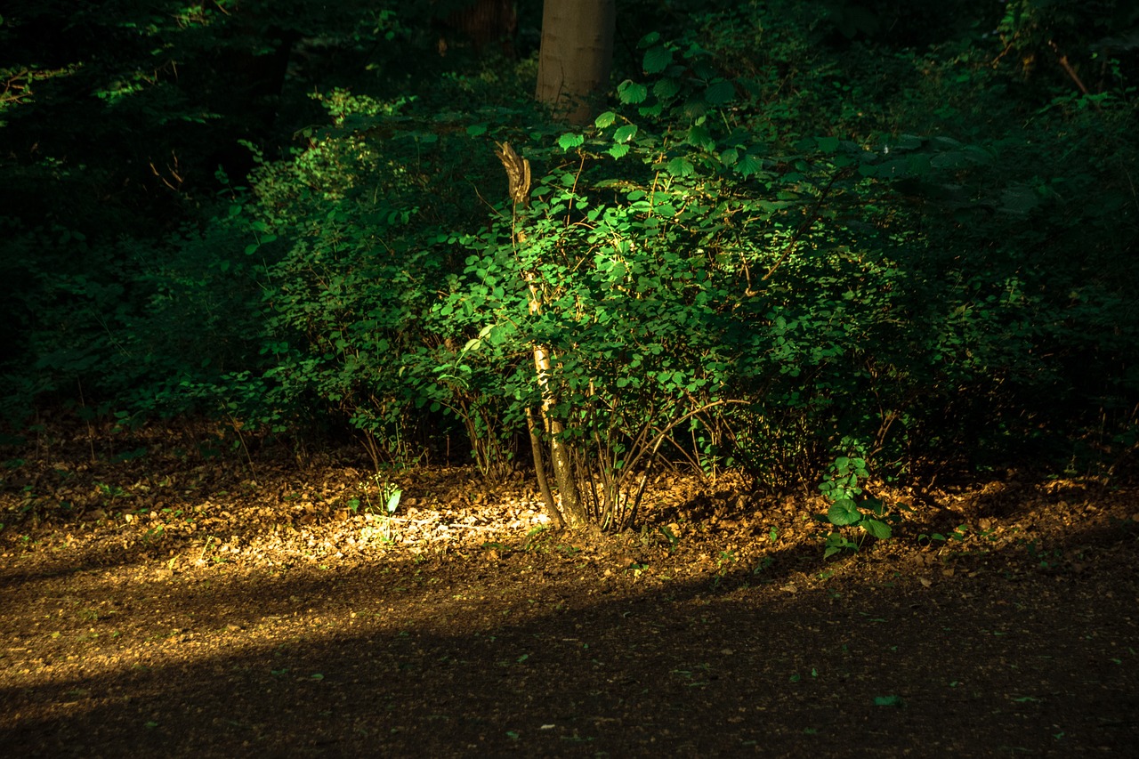 forest sun plants free photo