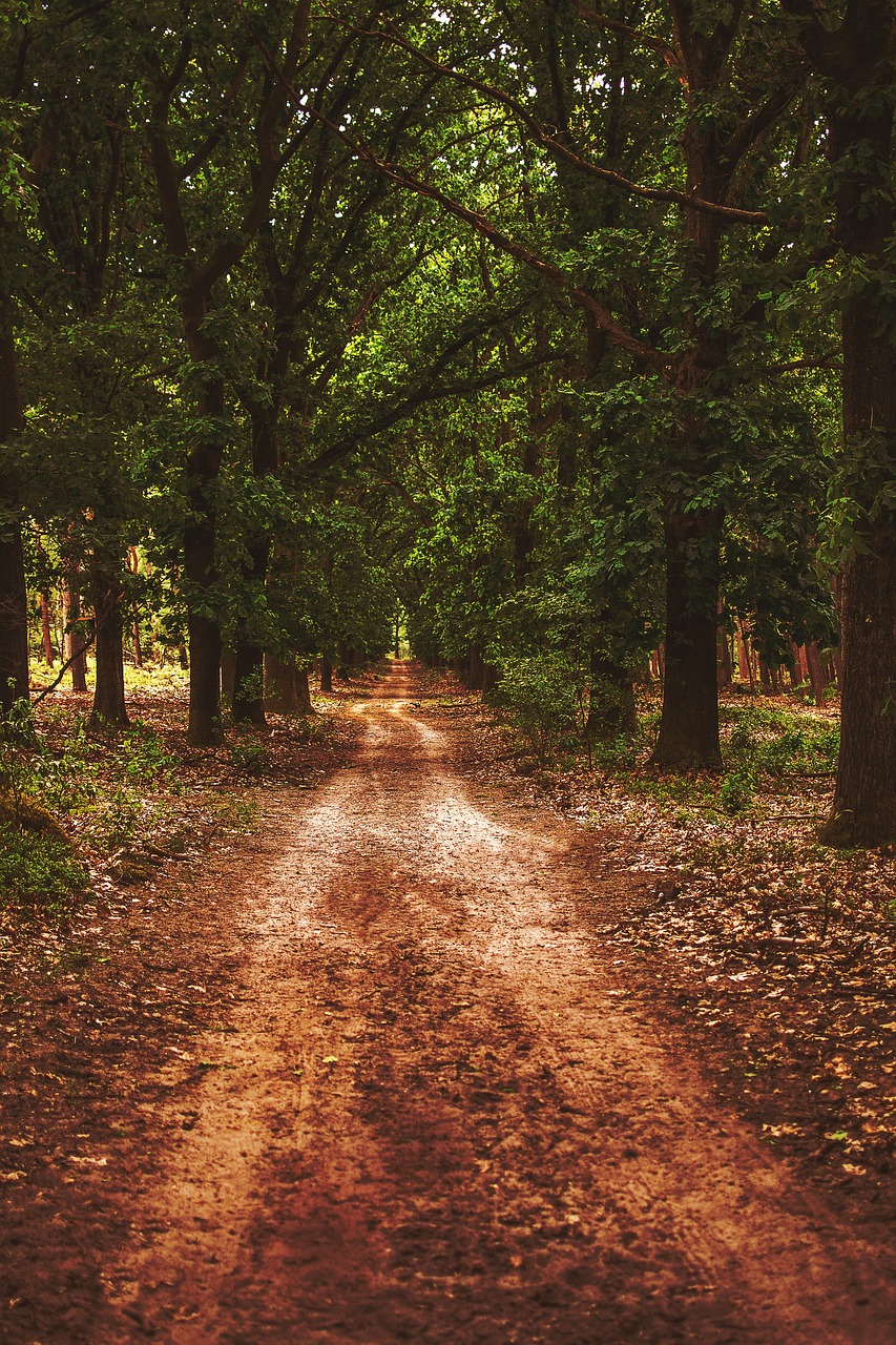 forest forest path nature free photo