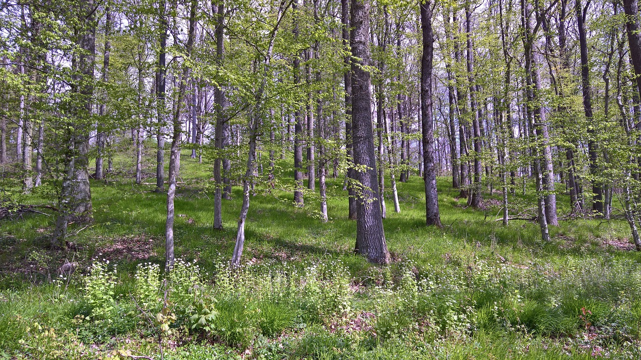 forest trees nature free photo