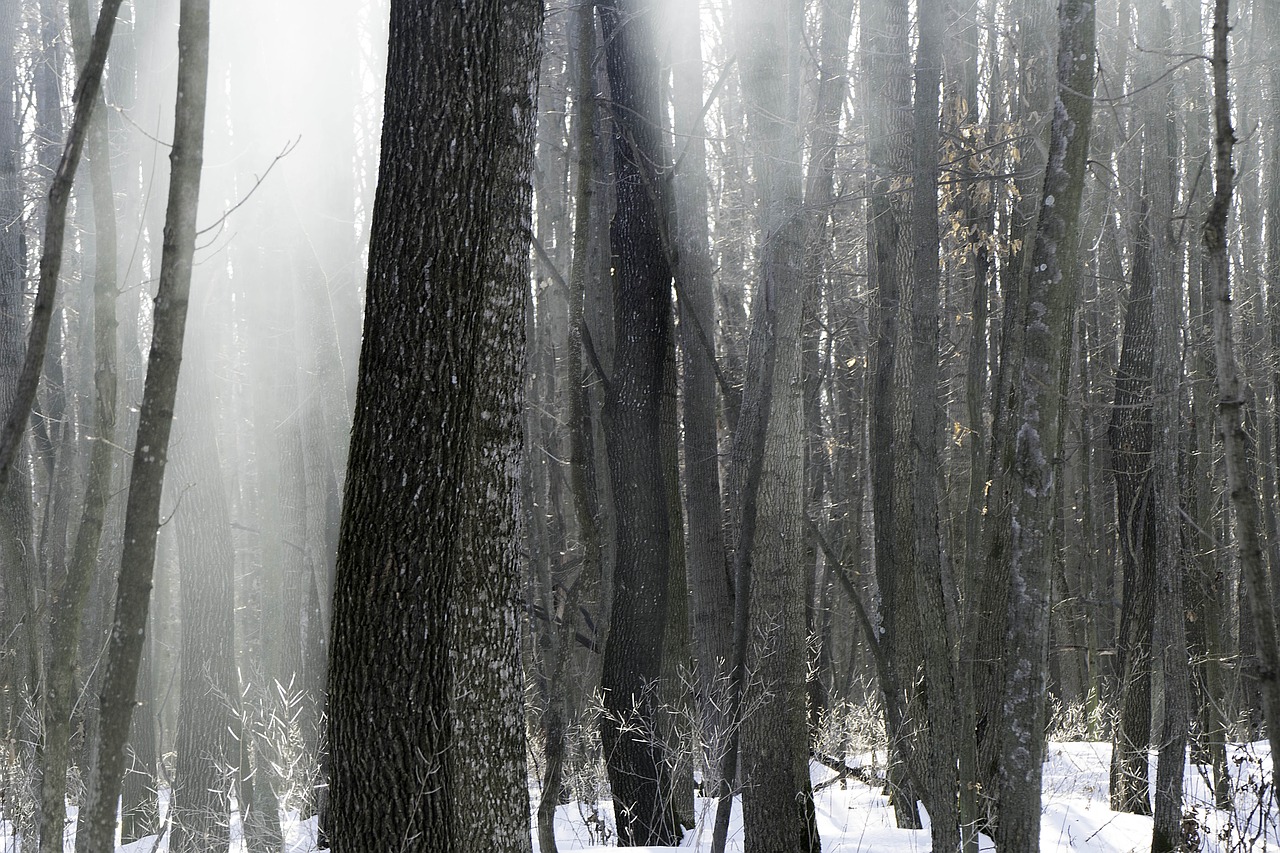 forest nature winter free photo