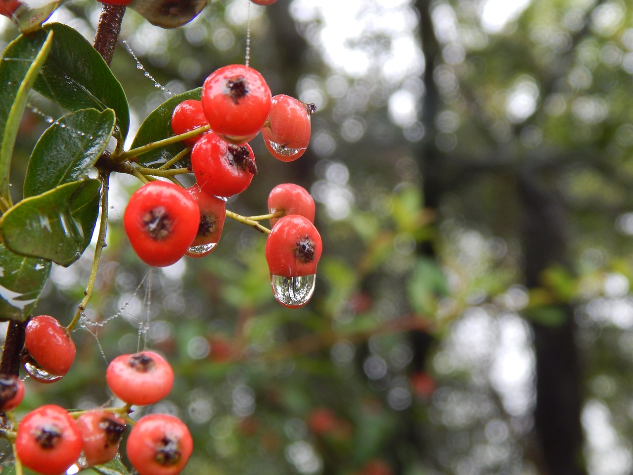 forest berries rain free photo